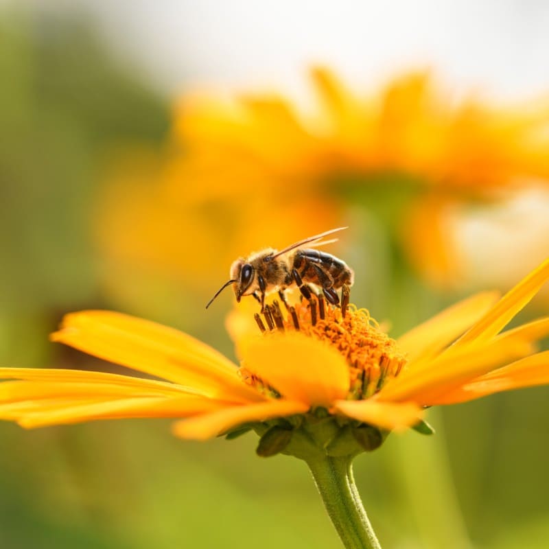 Biene auf einer Blume © Shutterstock.com