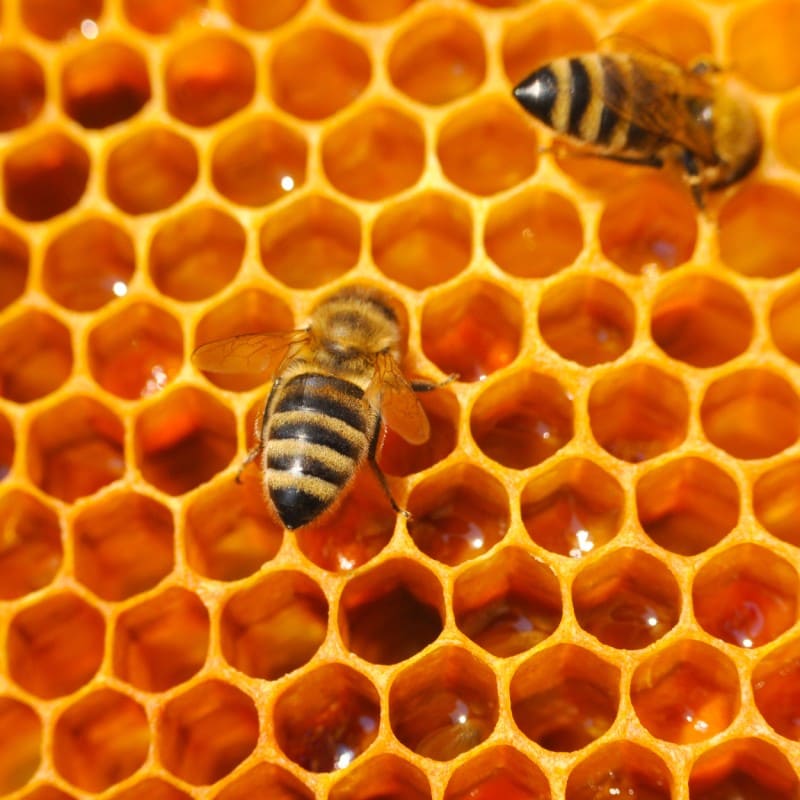Bienen Waben mit Bienen © Shutterstock.com