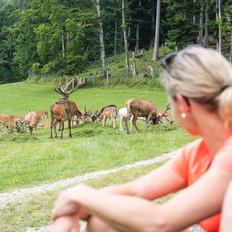 Rundweg durch den Wildpark Kleefeld