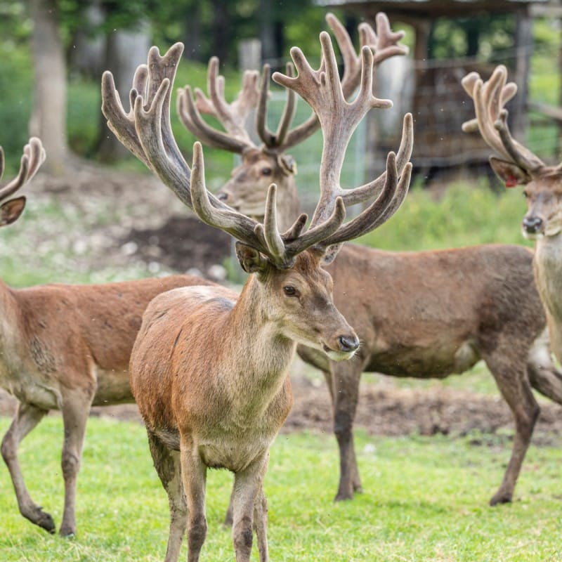 Wildtiergehege im Hotel Kleefeld