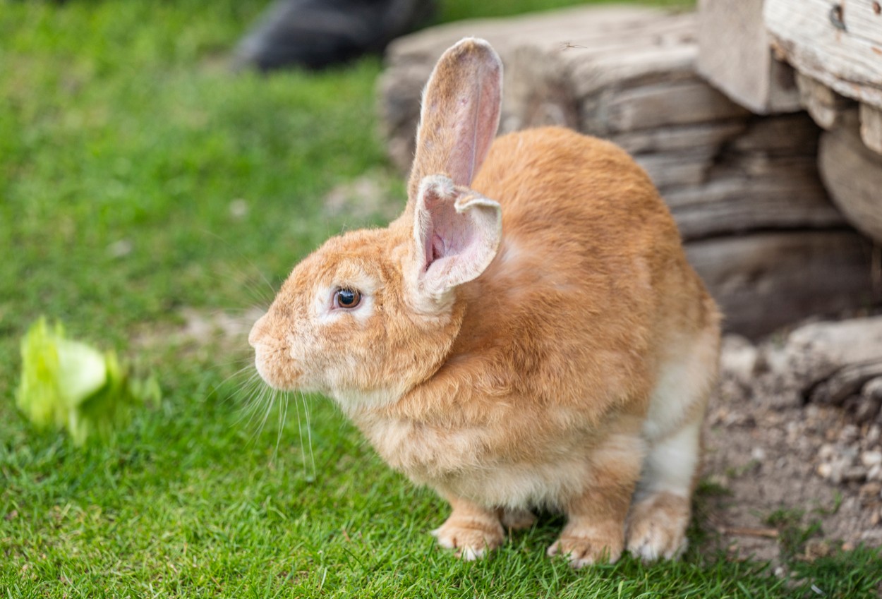 Niedliche Hasen im Kinderstreichelzoo