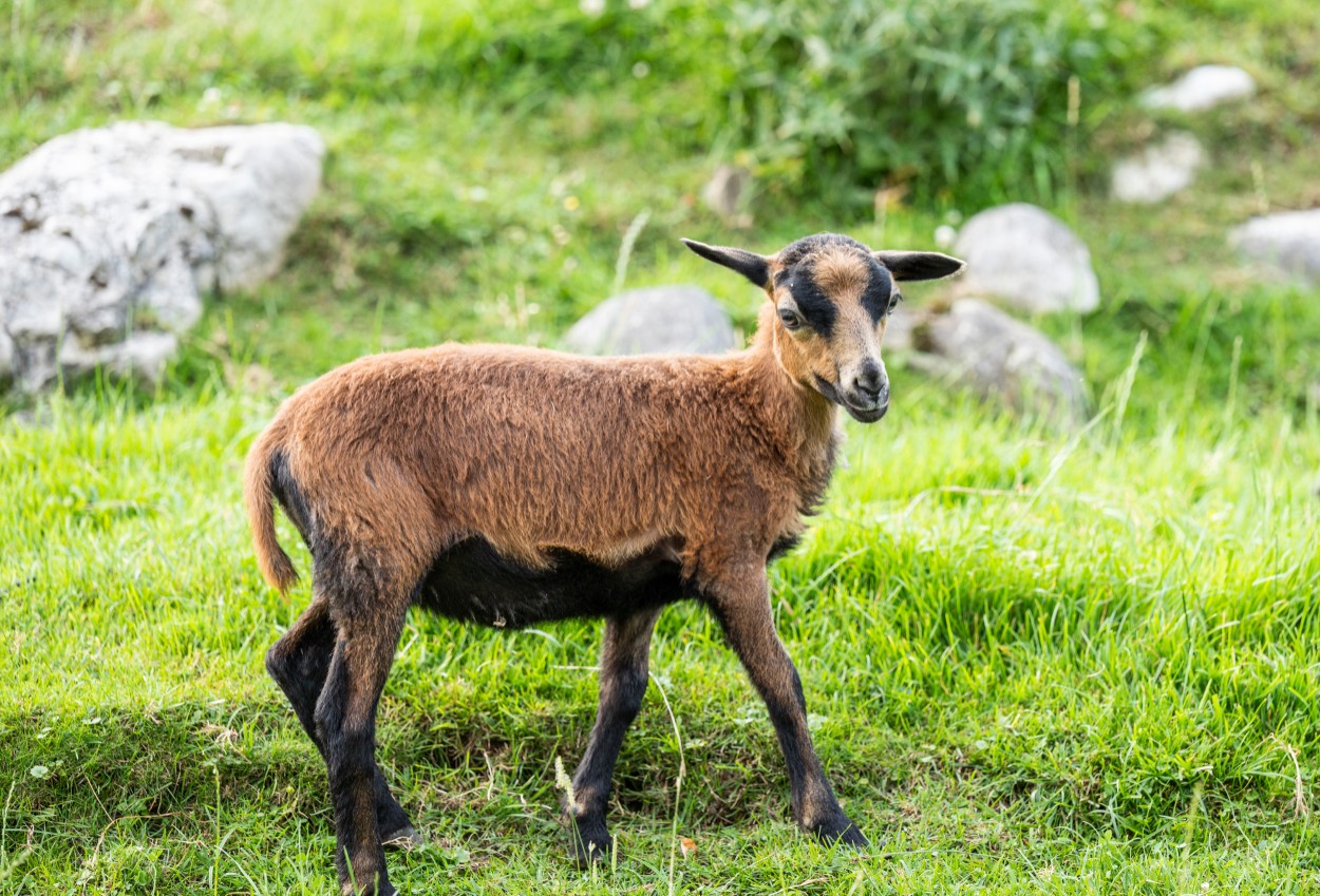 Kamerunschafe in Strobl am Wolfgangsee