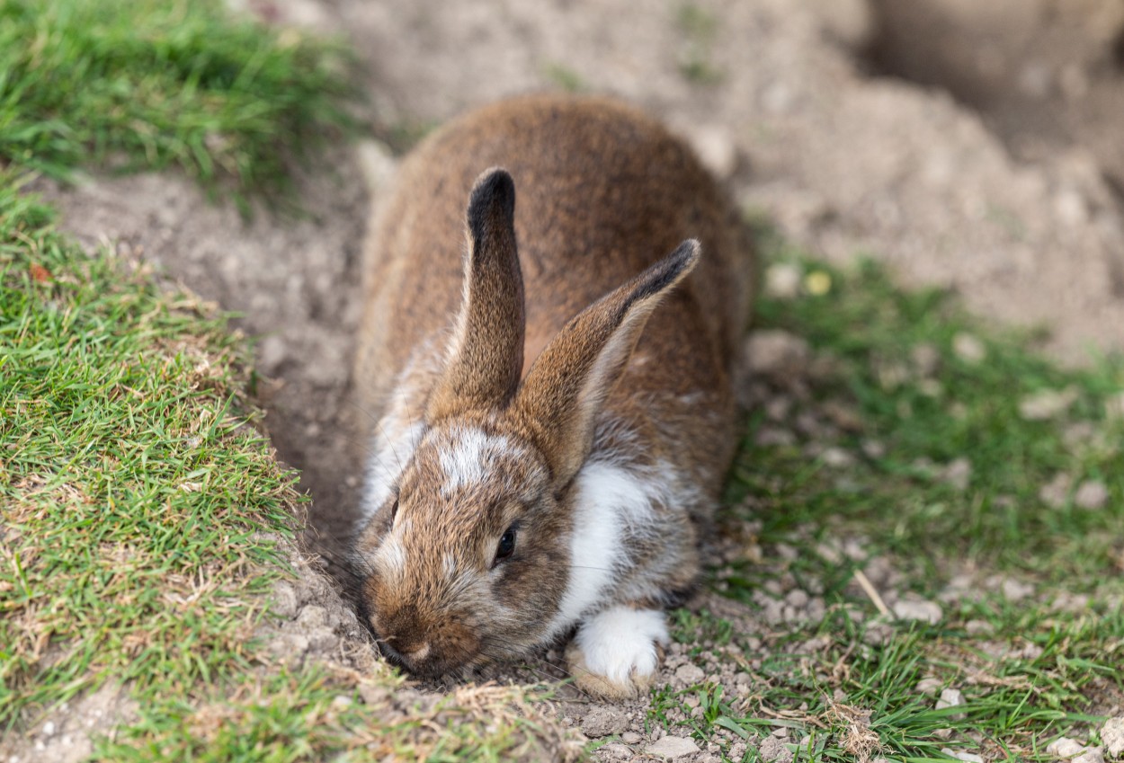 Hasen im Streichelzoo Hotel Kleefeld