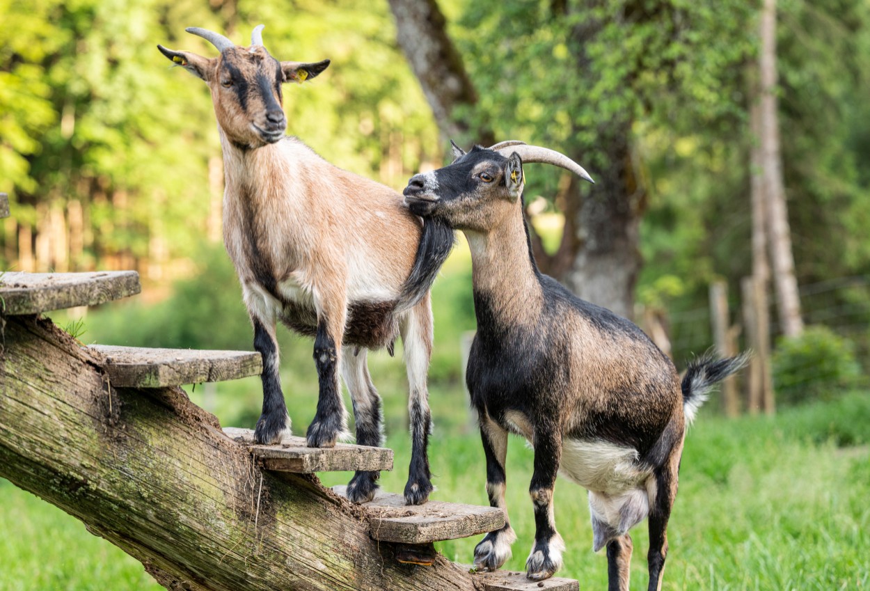 Streichelzoo Kleefeld mit Ziegen