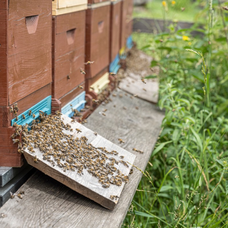 Bienenfarm neben dem Hotel