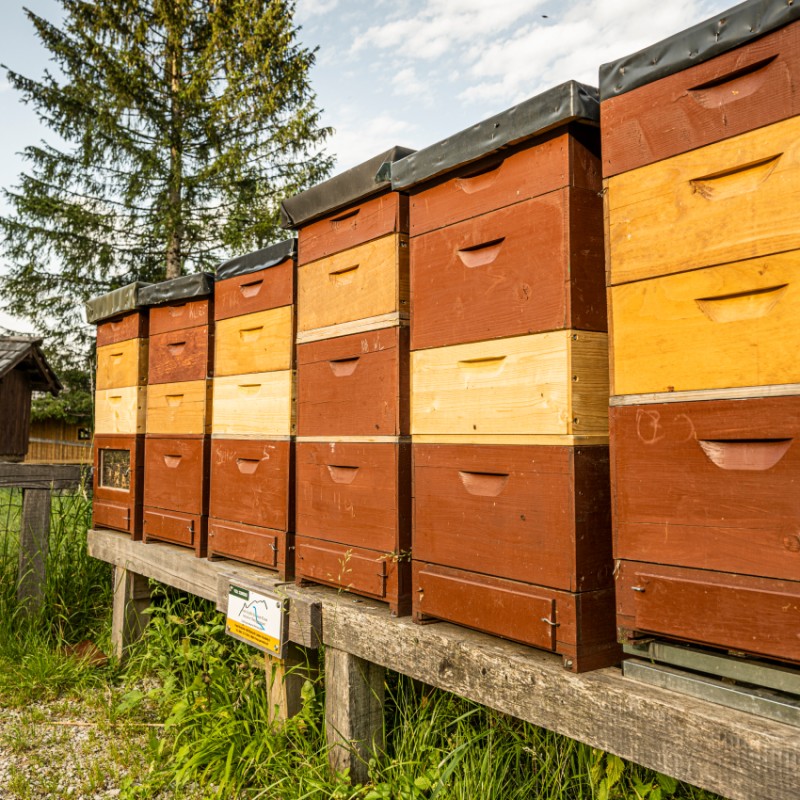 Bienenstöcke des Hotels Kleefeld