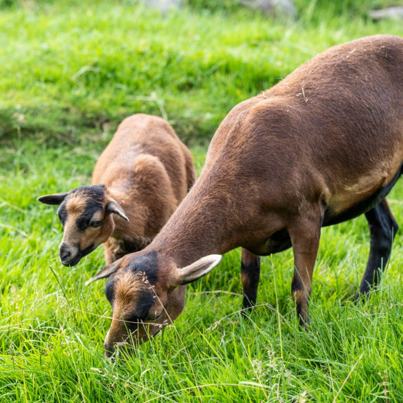 Kamerunschafe bei der Nahrungsaufnahme