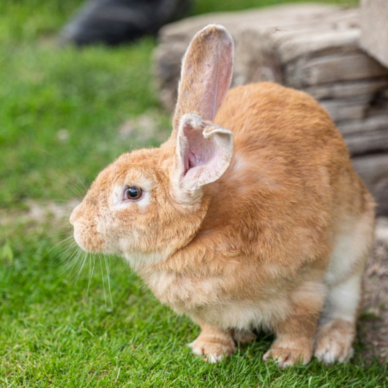 Süße Hasen im Hotel Kleefeld