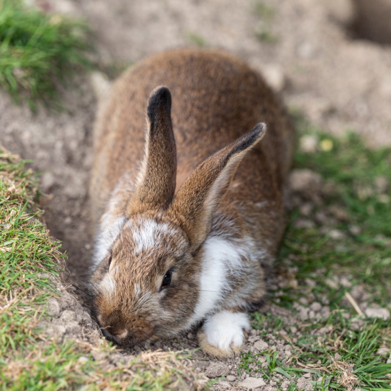 Streichelzoo mit Hasen im Hotel Kleefeld