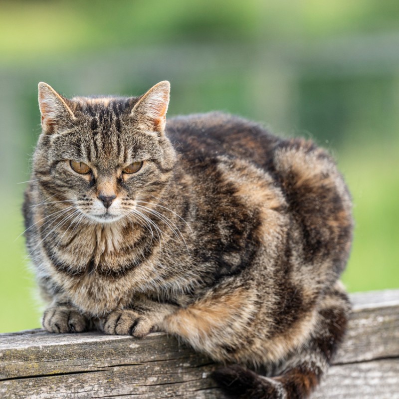 Kater im Hotel Kleefeld