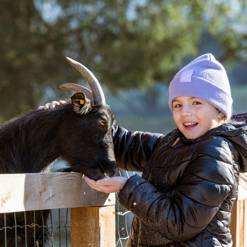 Streichelzoo für Familien in Strobl am Wolfgangsee