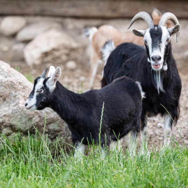 Rasseziegen in Strobl