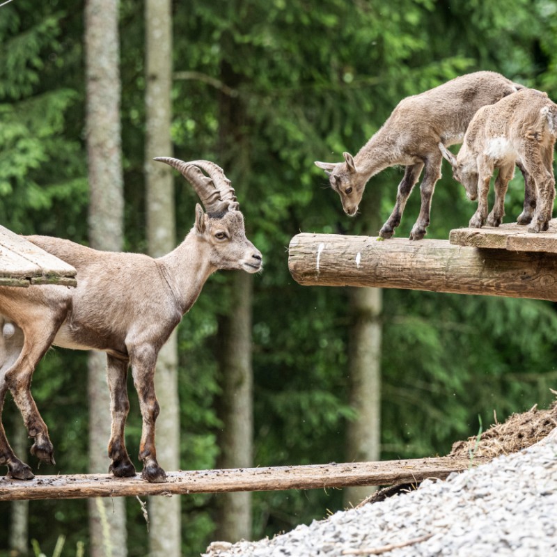 Steinböcke im Hotel Kleefeld