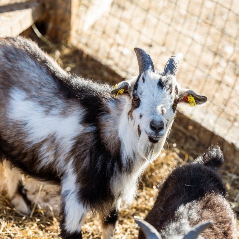 Streichelzoo am Wolfgangsee
