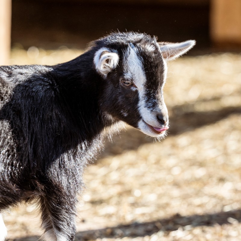 Süße Ziegen in Strobl