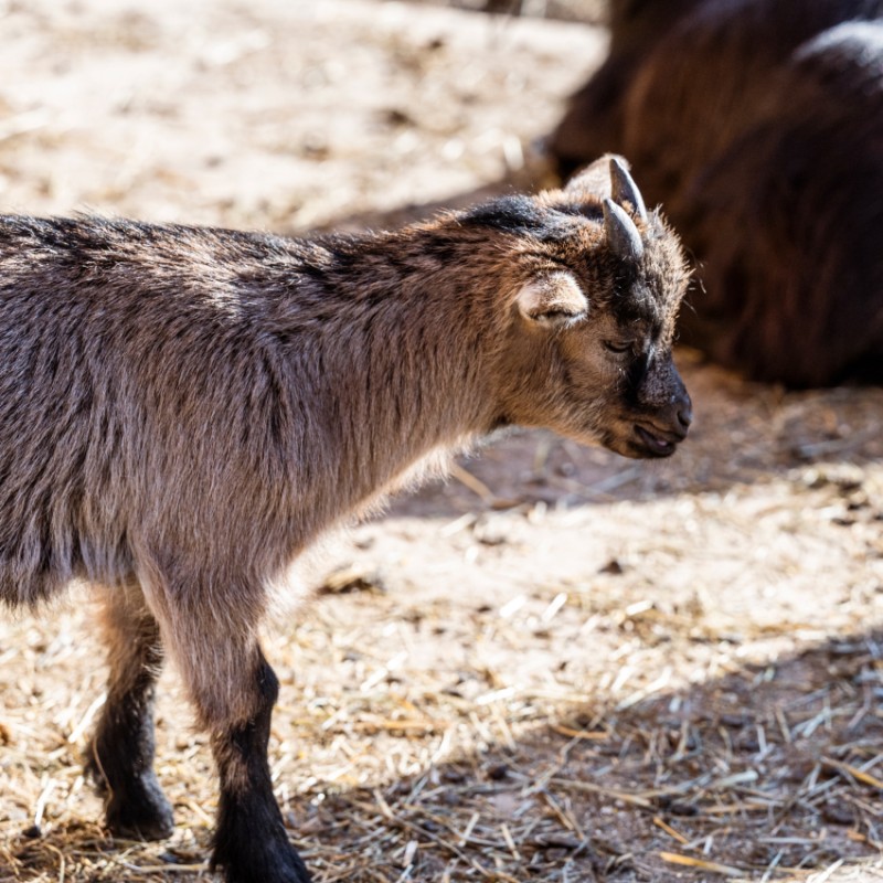 Kleine Ziege im Hotel Kleefeld