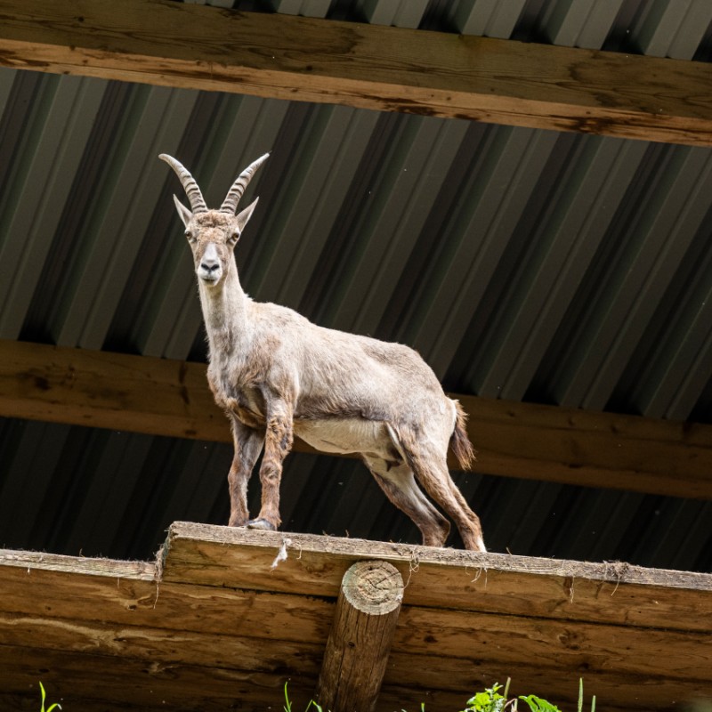 Steinbock im Hotel Kleefeld