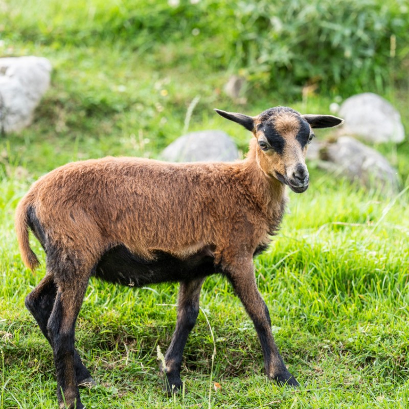 Schaf im Hotel Kleefeld