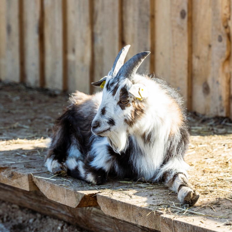 Ziegenbock im Streichelzoo