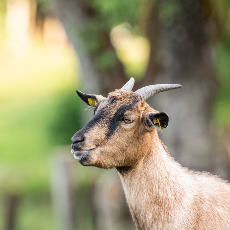 Tierpark Kleefeld in Strobl am Wolfgangsee