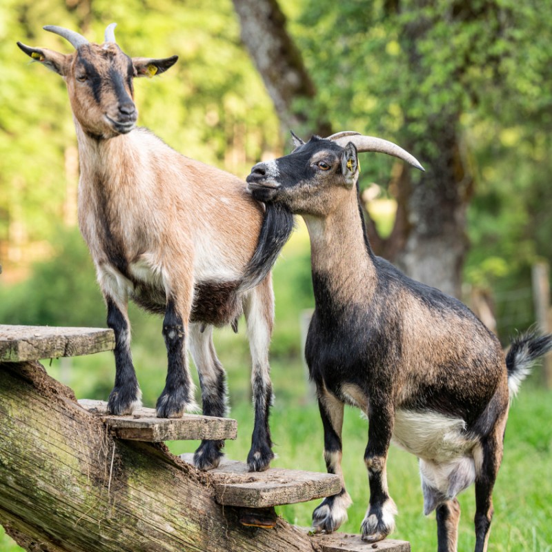 Ziegen aus dem Hotel Kleefeld