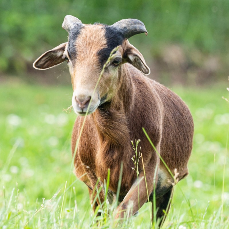 Streichelzoo am Wolfgangsee