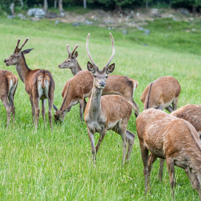 Rot- und Damwild