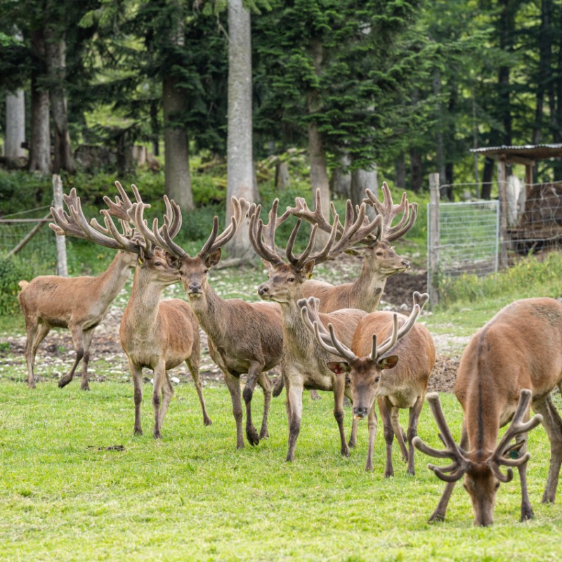 Hirschherde am Wolfgangsee