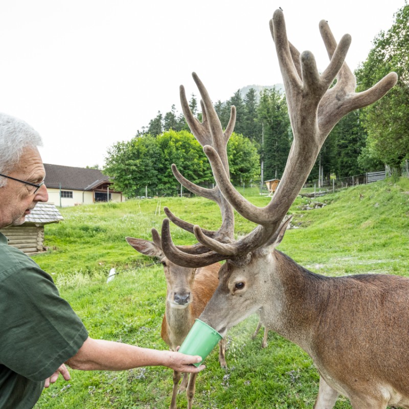 Hirschfütterung in Strobl