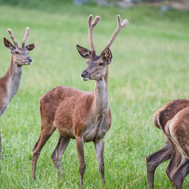 Junghirsch im Gasthof Kleefeld
