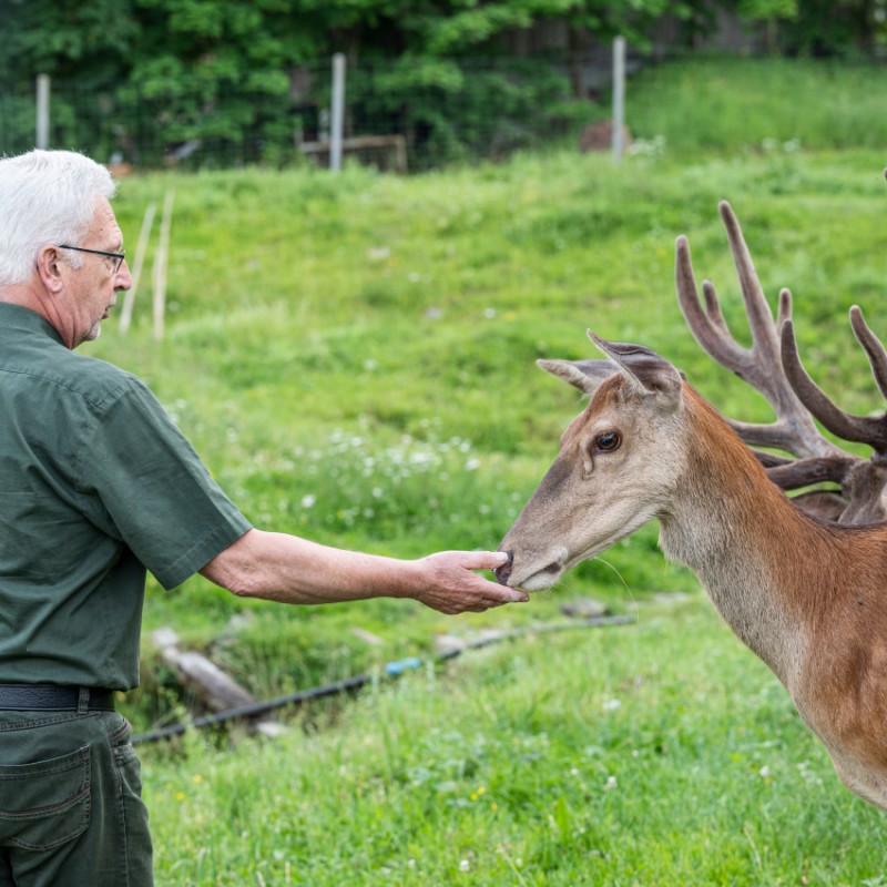 Hirschkuh Fütterung in Strobl