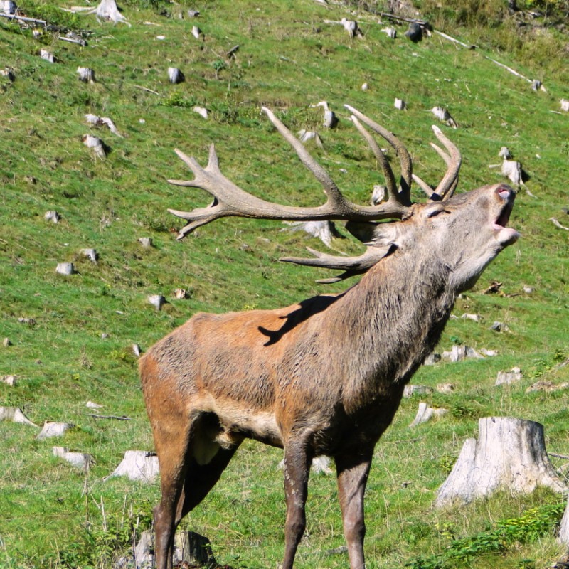 Hirschbrunft im Wildpark Gasthof Kleefeld