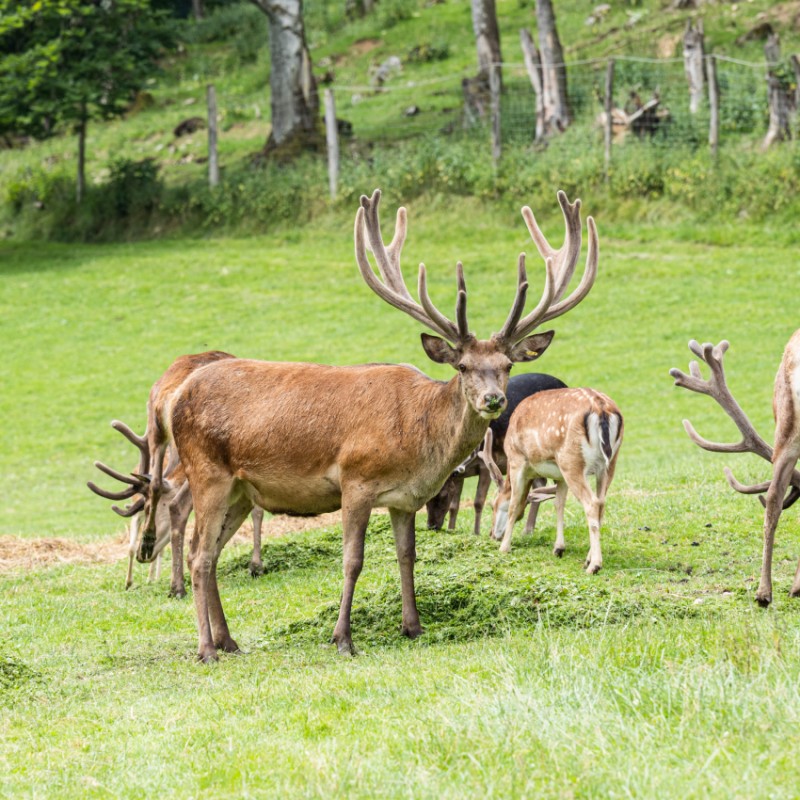 Wildtierpark Kleefeld in Strobl am Wolfgangsee