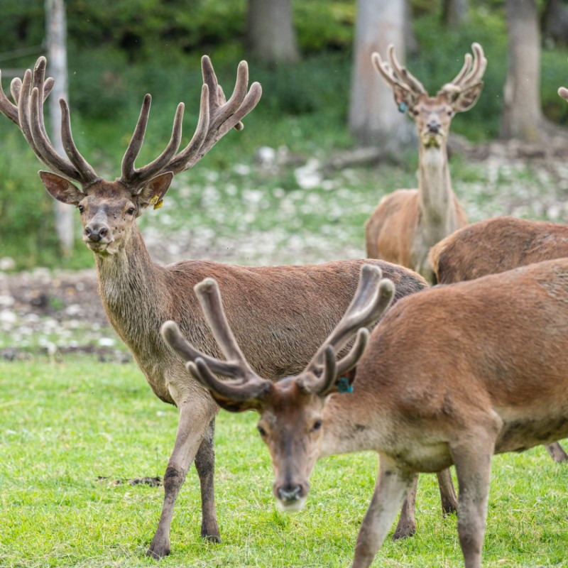 Drei Hirsche aus dem Wildpark Kleefeld
