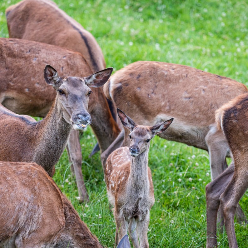Kalb mit Hirschkuh im Wildpark
