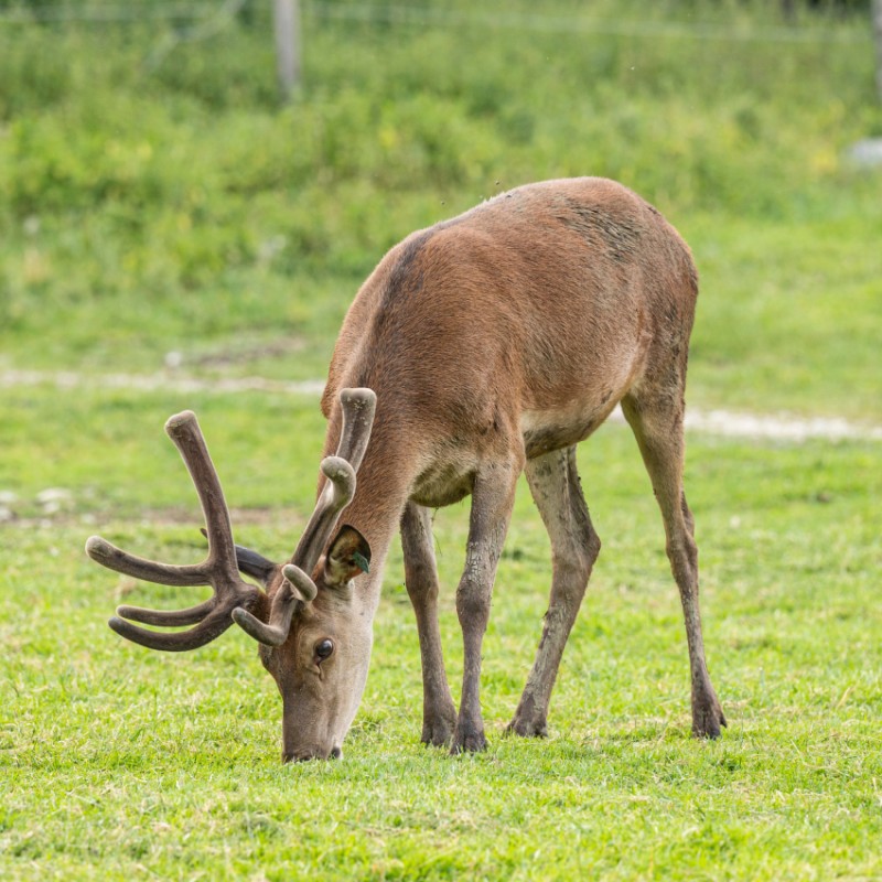 Hirsch bei der Nahrungsaufnahme