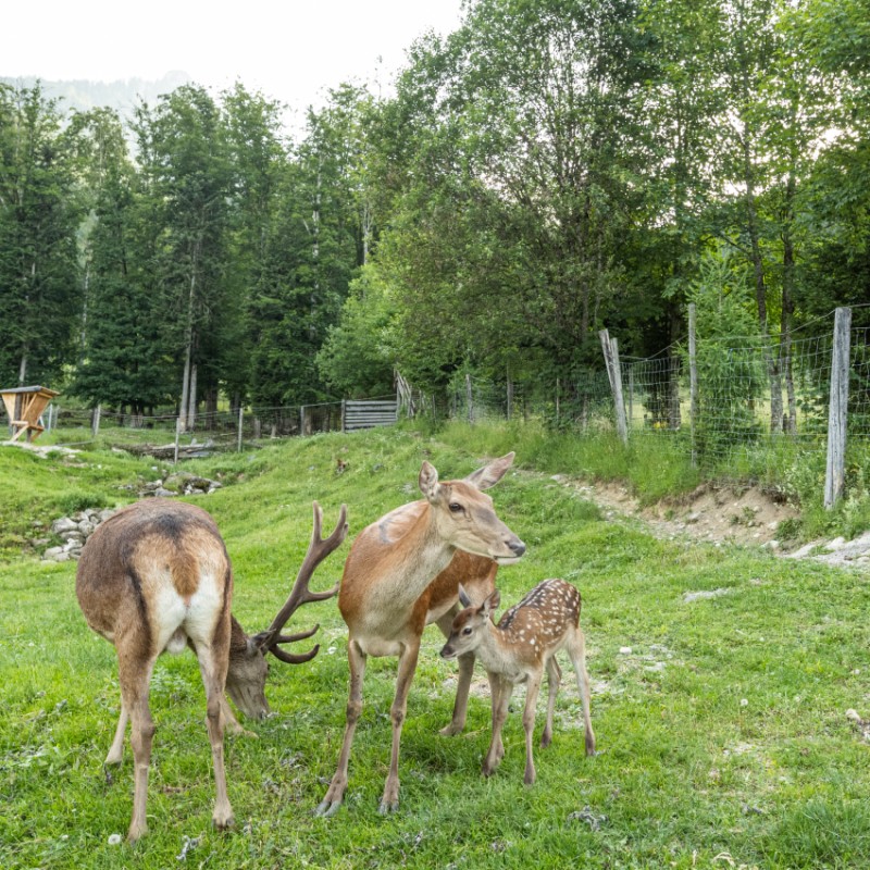 Hirschkuh mit ihrem Kalb