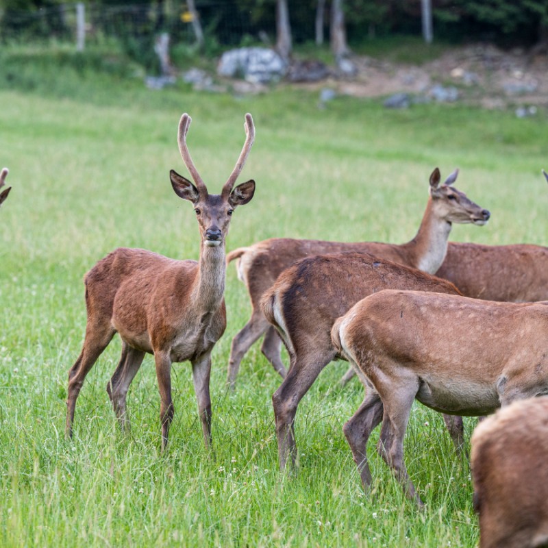 Spießer Hirsch im Hotel Kleefeld