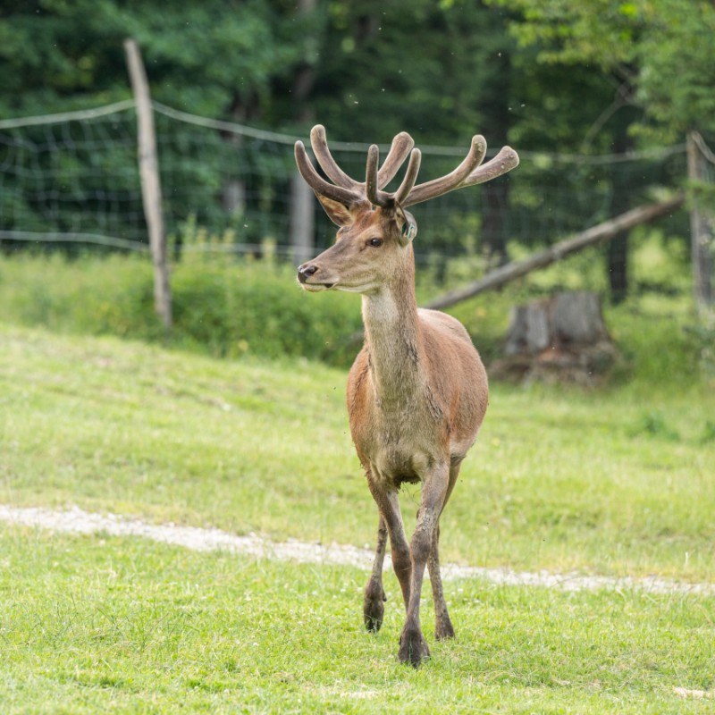Damwild im Wildpark Kleefeld