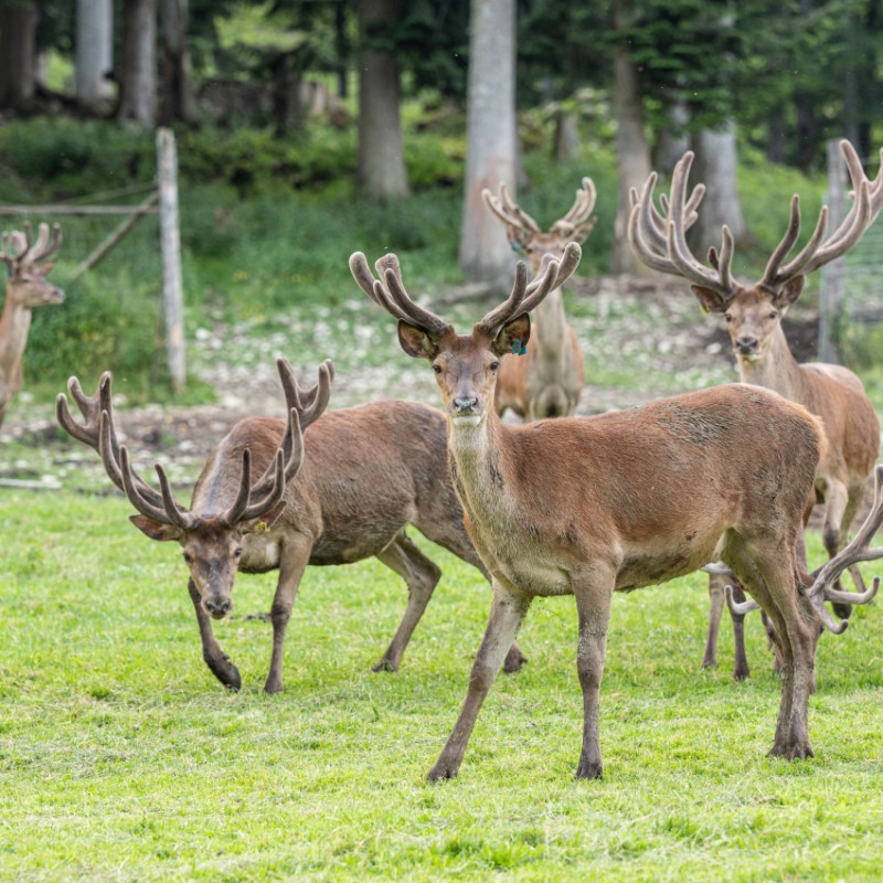 Drei Damhirsche in Strobl am Wolfgangsee