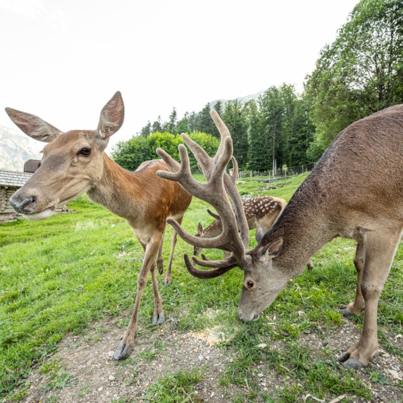 Neugierige Hirschkuh 