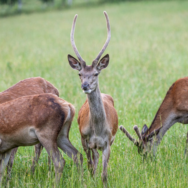 Herde mit einem Junghirsch 