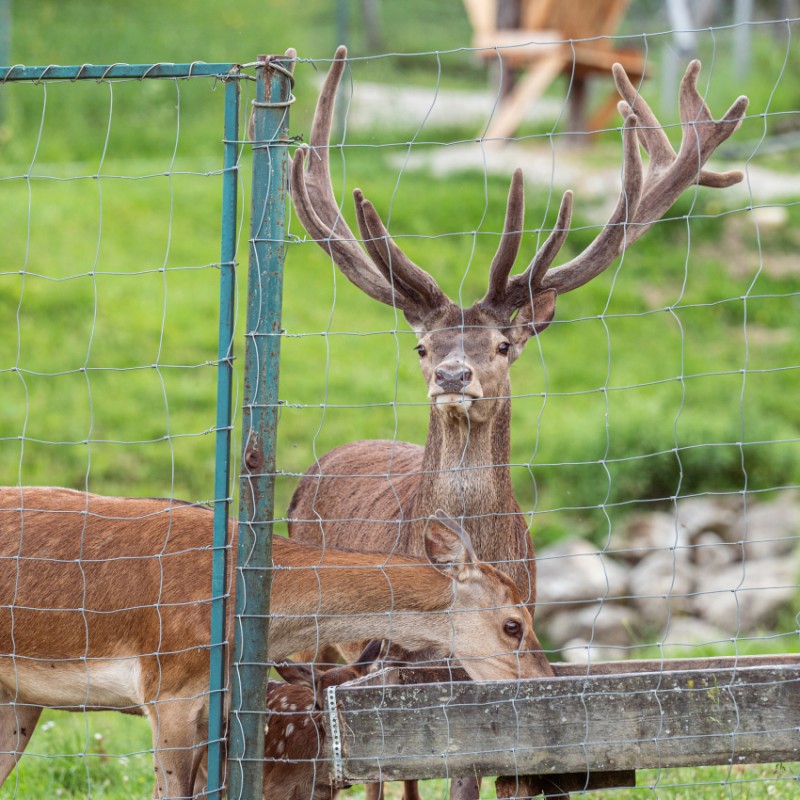 Hirschgehege direkt neben dem Hotel