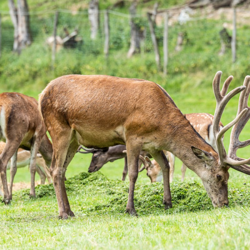 Hirsche hautnah erleben im Hotel Kleefeld