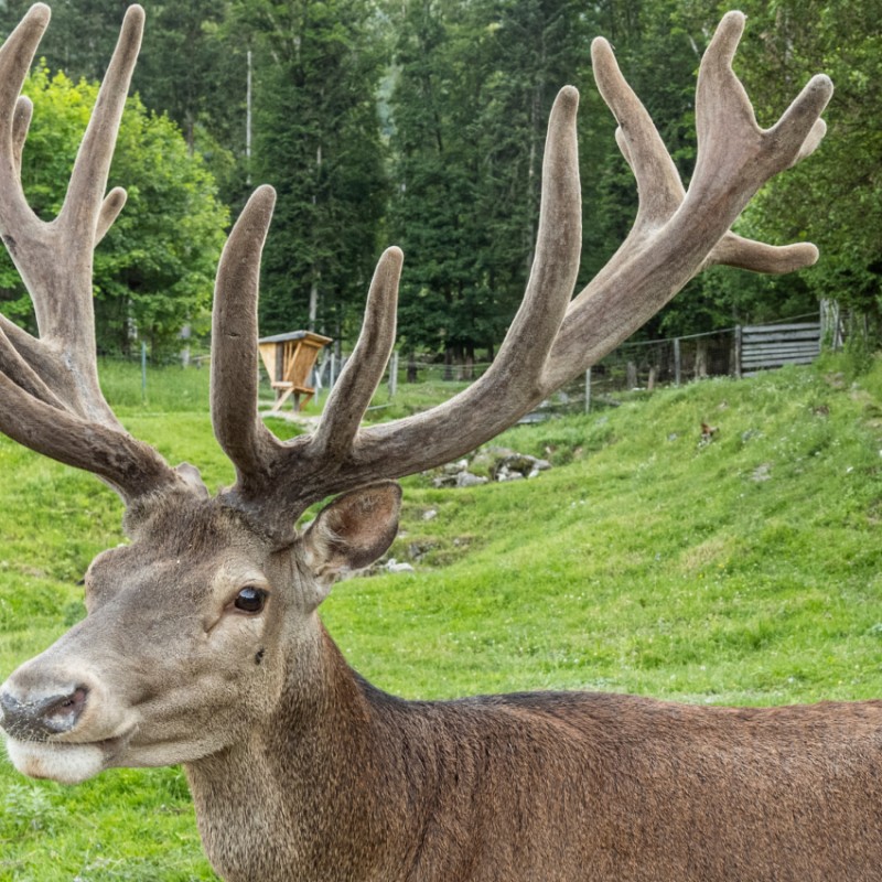Hirsch mit mächtigem Geweih