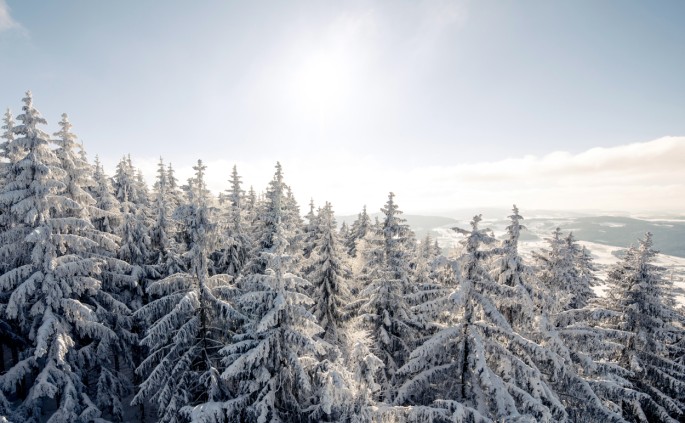 Winterlicher Wald in Österreich © Oberösterreich Tourismus GmbH | David Lugmayr
