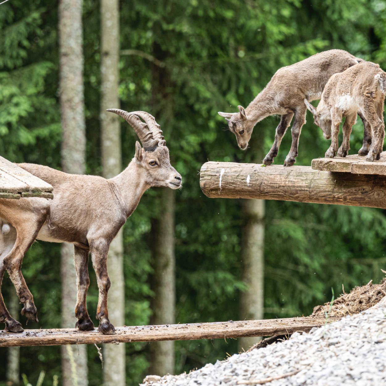 Wildpark mit Steinböcken in Strobl