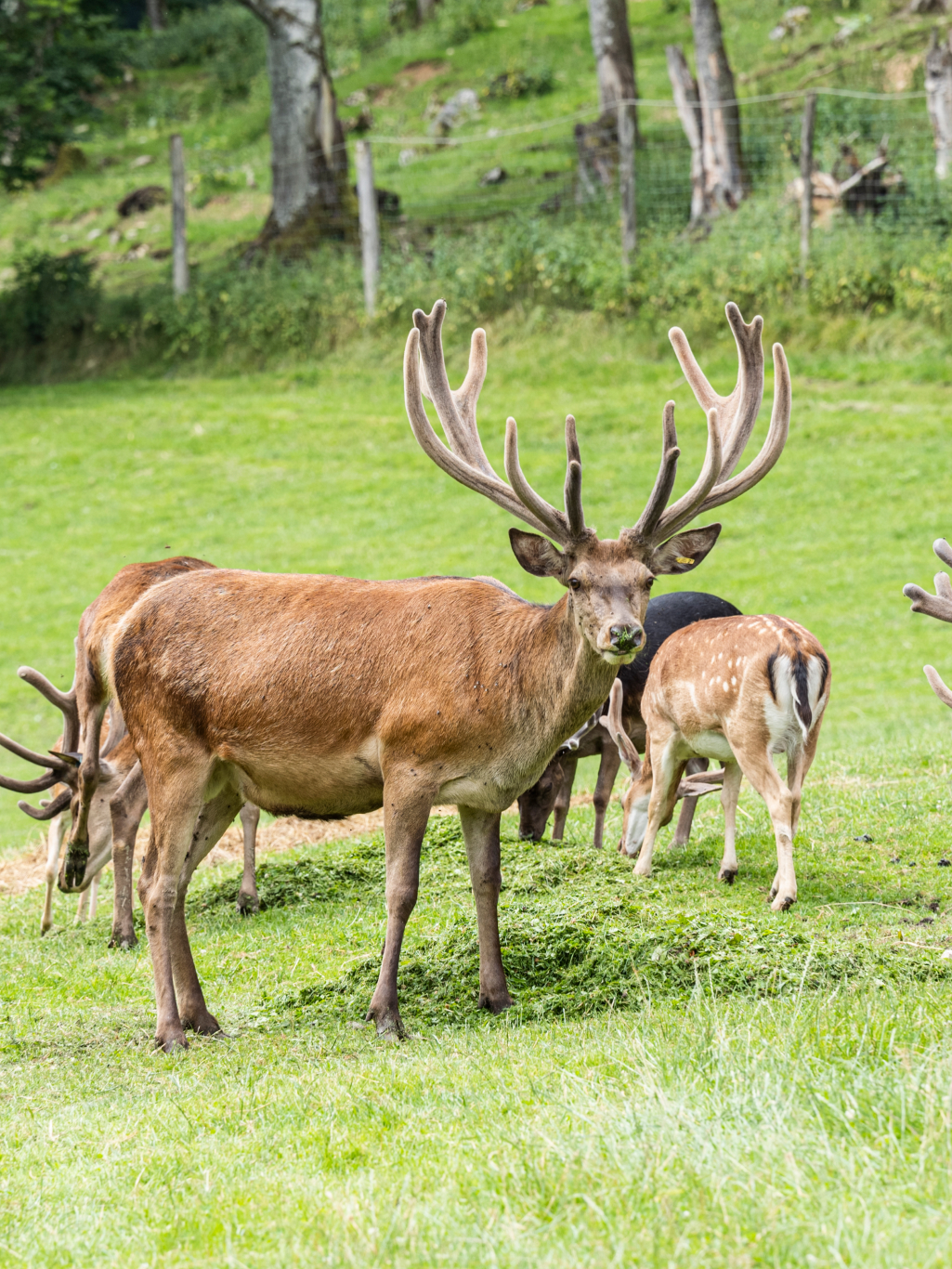 Wildtierpark in Strobl am Wolfgangsee