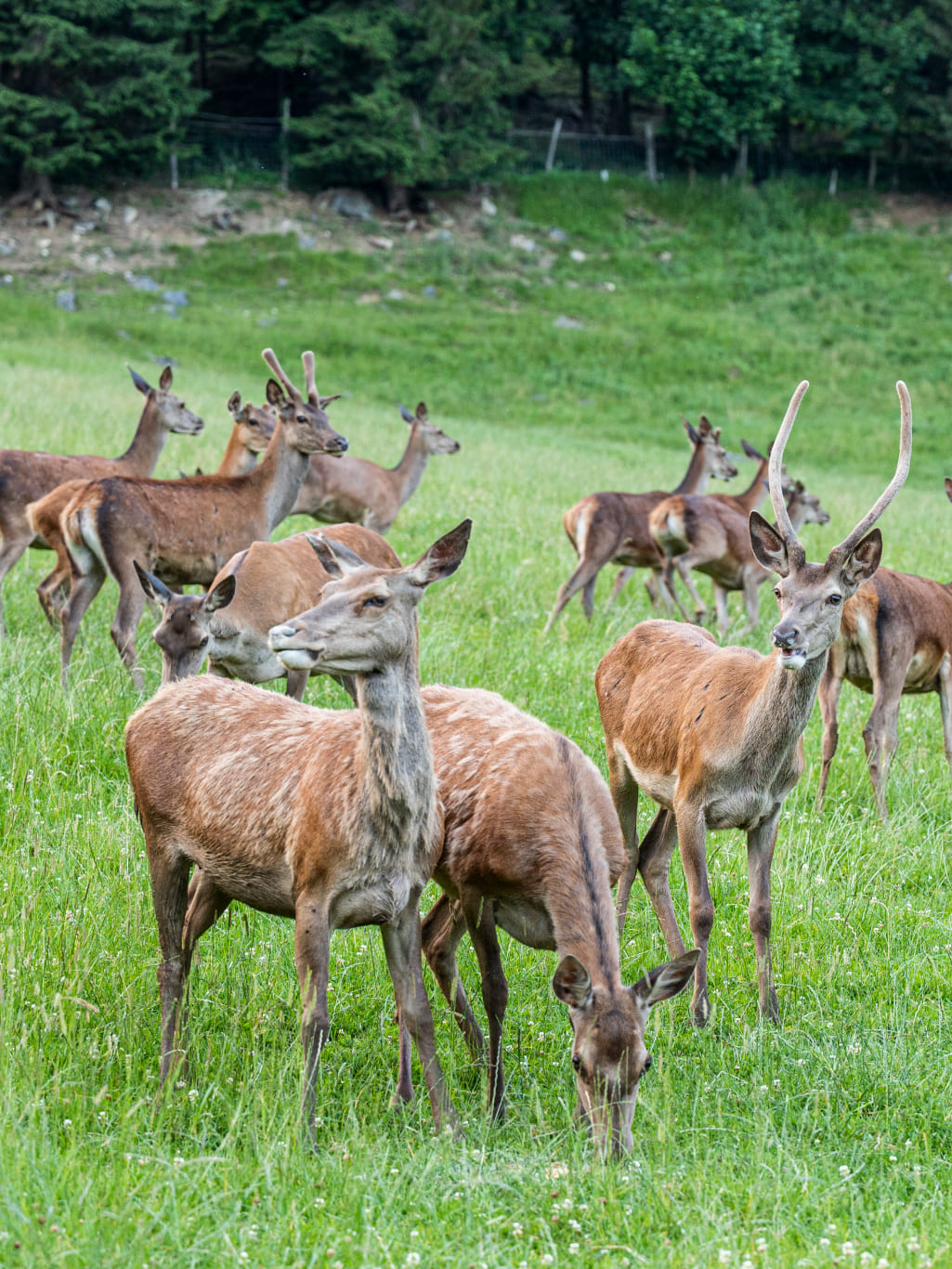 Wildpark im Hotel Kleefeld © Lorenz Masser Fotografie
