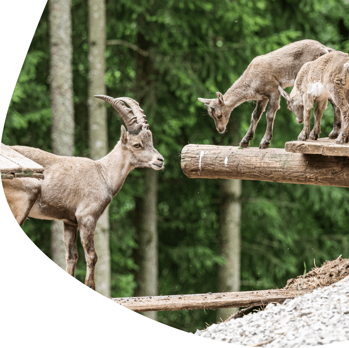 Steinböcke im Wildpark Kleefeld